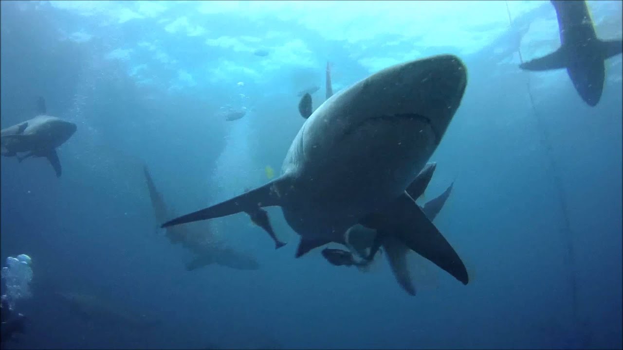 Shark Diving Aliwal Shoal with Scuba Addicts