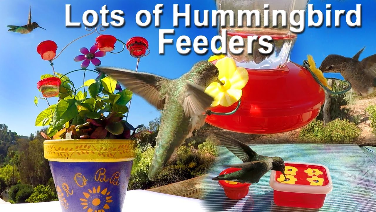 SEE ALL Kinds of Hummingbird Feeders 🐦 Tips To Attract Hummingbirds Buy or Make & EASY Recipe Nectar