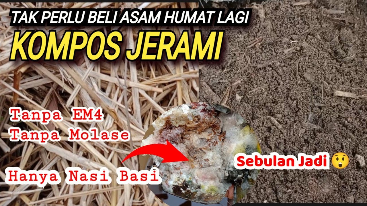 CEPAT SEKALI 😲⁉️KOMPOS JERAMI SUPER ASAM HUMAT, NPK, ZPT