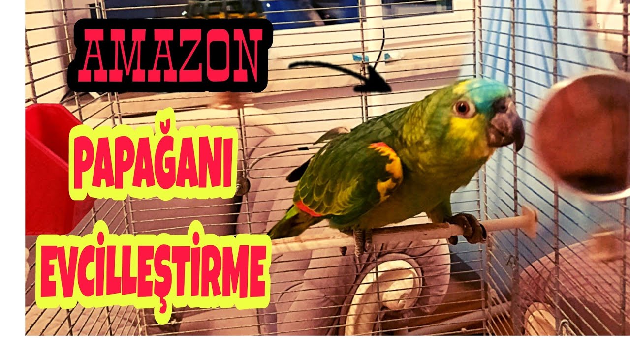 AMAZON PAPAĞANI EVCİLLEŞTİRME