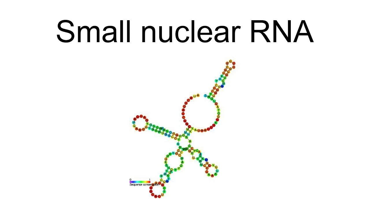 Small Nuclear Rna