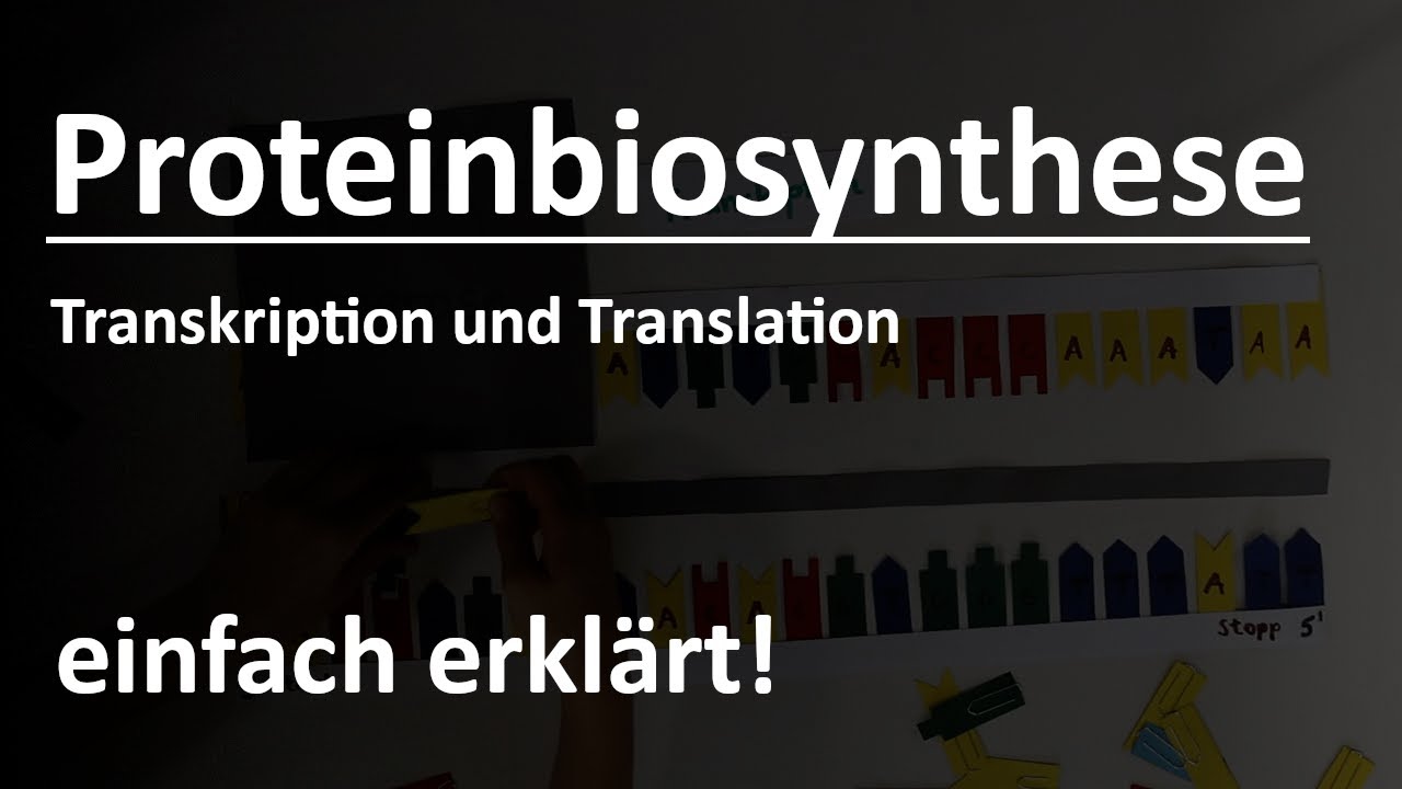 Proteinbiosynthese einfach erkl&auml;rt