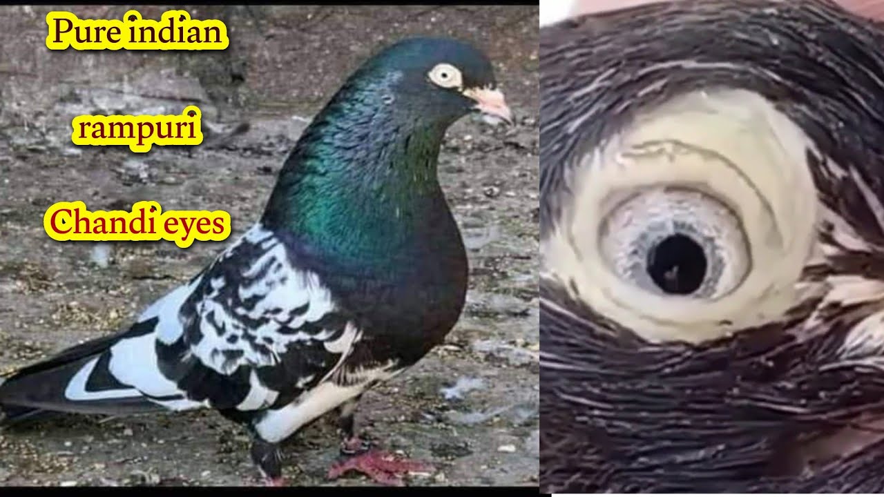 Pure rampuri kabootar || Indian chandi eyes rampuri kabootar ka shok karain || #rampuripigeon