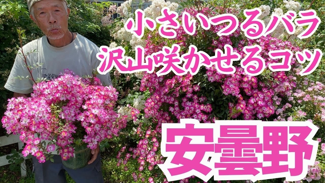 小輪のつるバラ安曇野　毎年花を沢山咲かせる剪定のコツもご紹介！花が付く枝つかない枝/ベーサルシュート/枝が細くしなやかで誘引しやすい!アーチ,オベリスク,フェンス,どんな仕立てもOK！/棘が少な目!