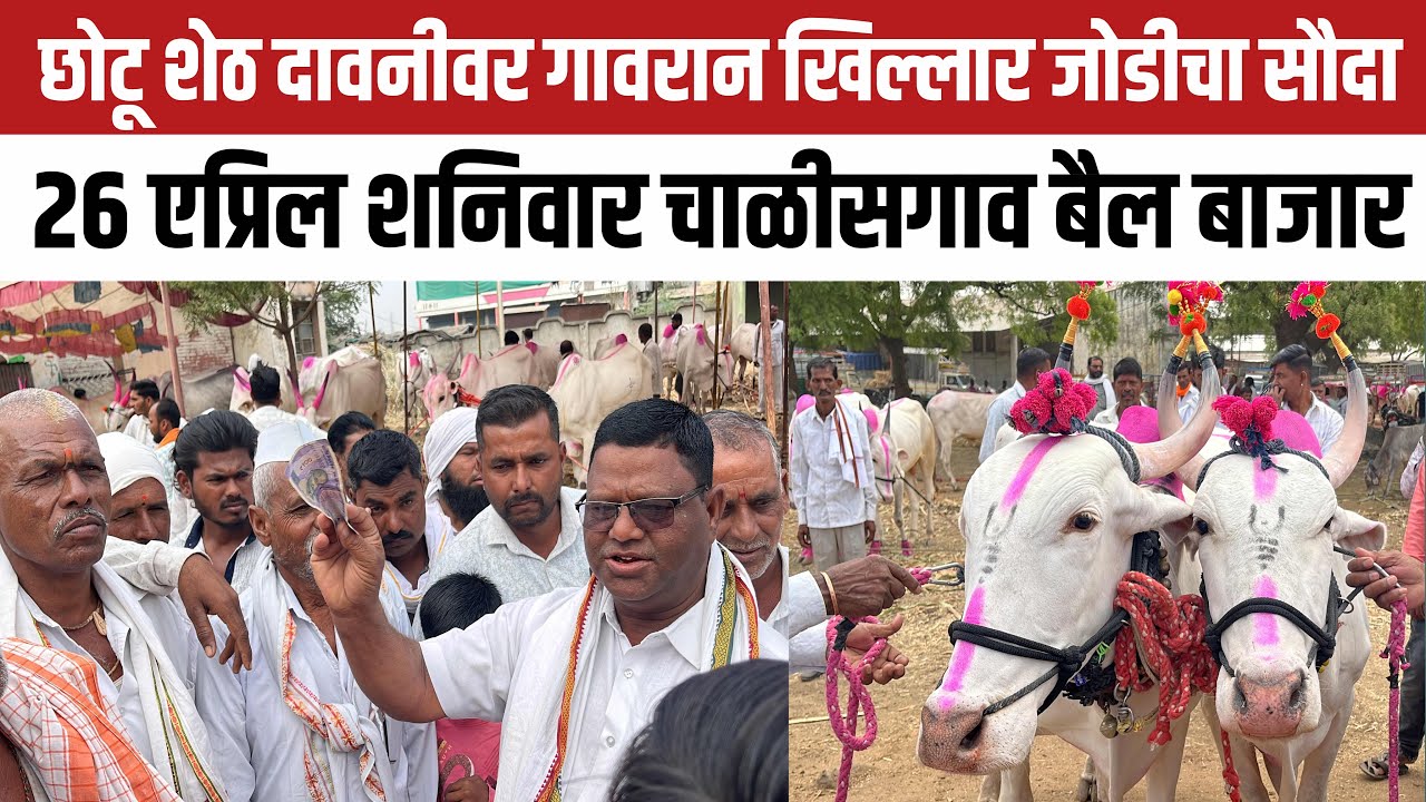 छोटू शेठ दावन सौदेबाजी 🛑 26 एप्रिल शनिवार | चाळीसगाव बैल बाजार | Chalisgaon bail bazar