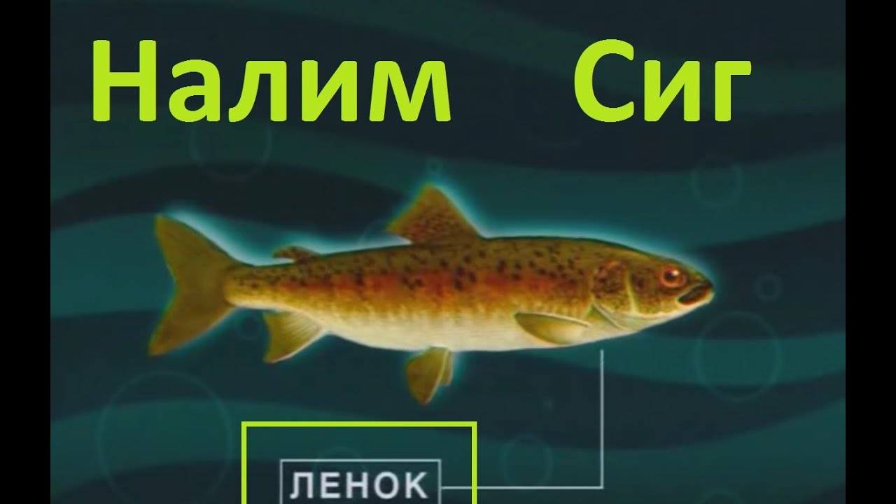 Диалоги о рыбалке - 5 - Налим , Ленок , Сиг.