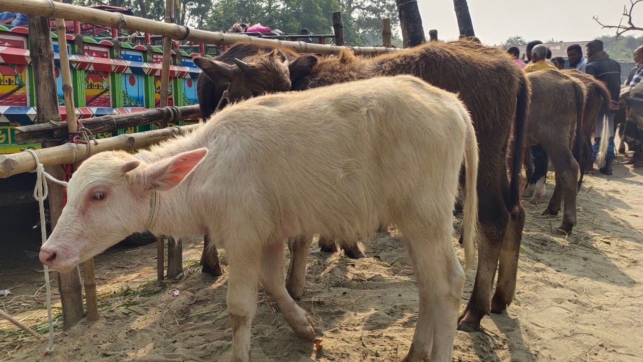 ২২/১/২৬/ছোট্ট ছোট্ট দুধের মহিষের বাচ্চার দরদাম জানুন পাঁচবিবি হাট থেকে