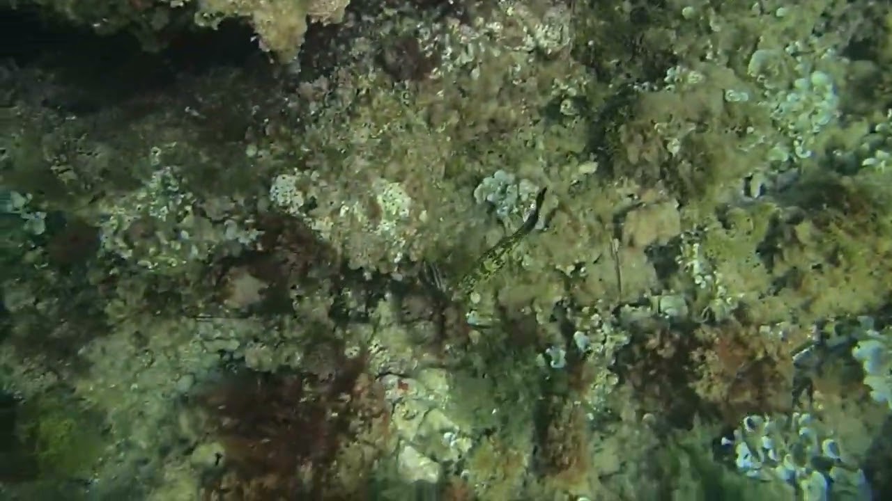 Buceo en Denia. El Trampolí. Las Rotas. Reserva Marina Cabo de San Antonio. 17.07.2023.