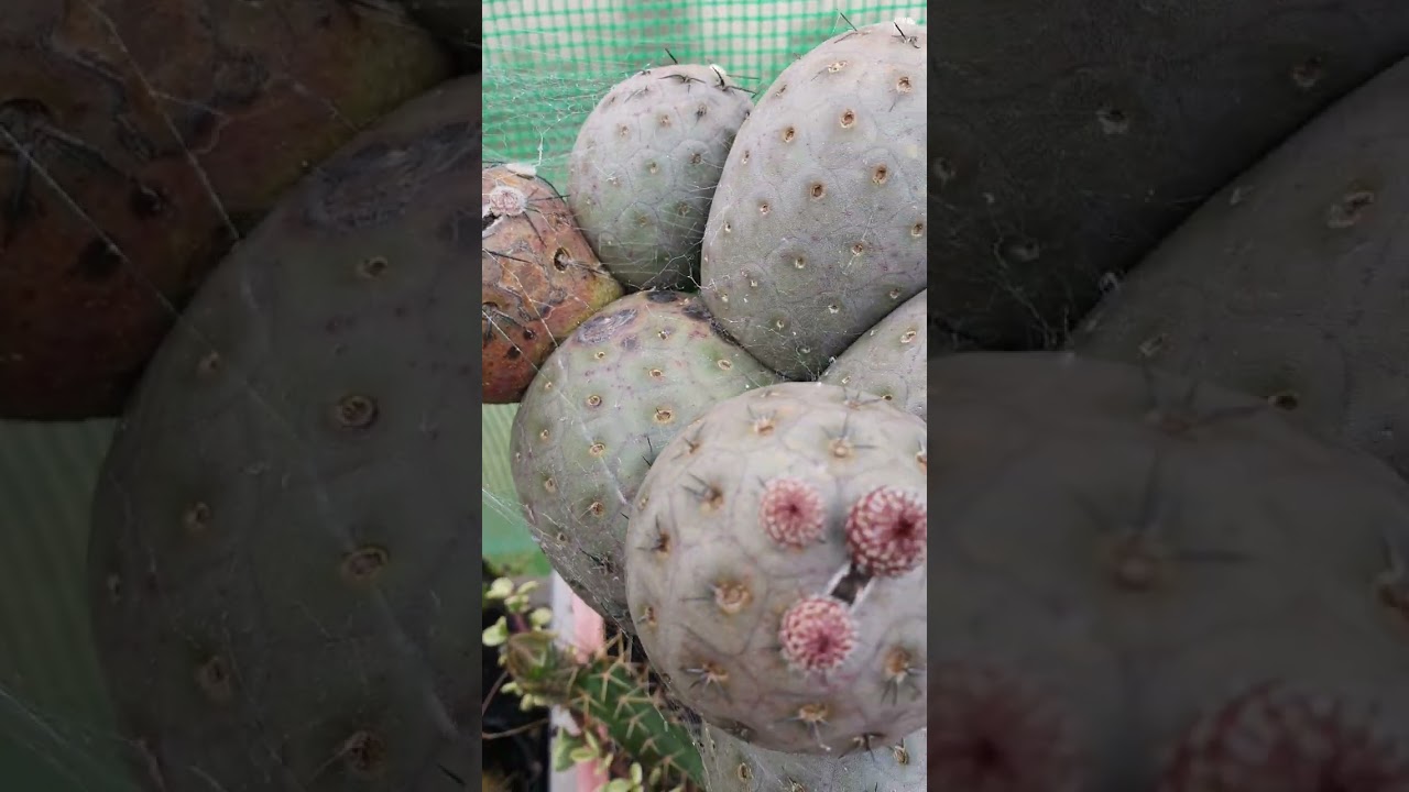 tephrocactus geometricus graft