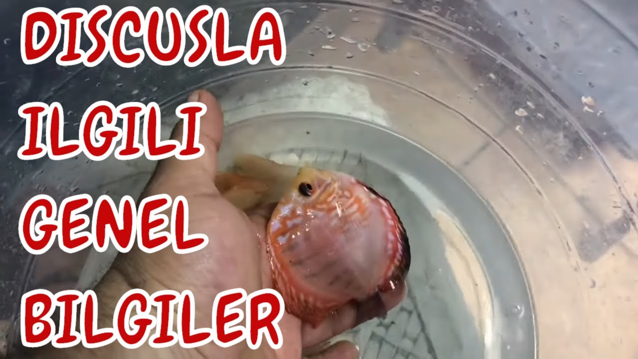 HOBİHANEME RENK KATAN BALIKLAR-DİSCUSLAR GELDİ