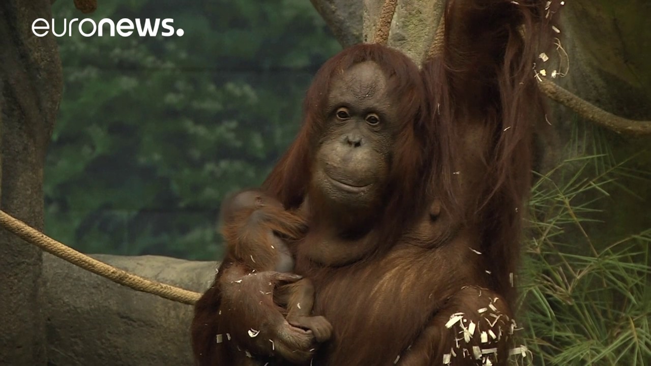 Baby orangutan makes debut at Brookfield Zoo