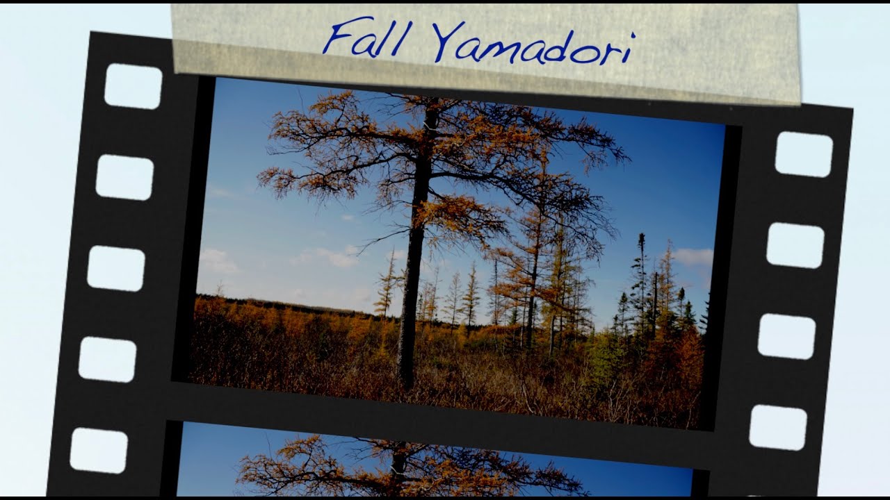 Fall Yamadori 2021:  Dave's Bonsai E145