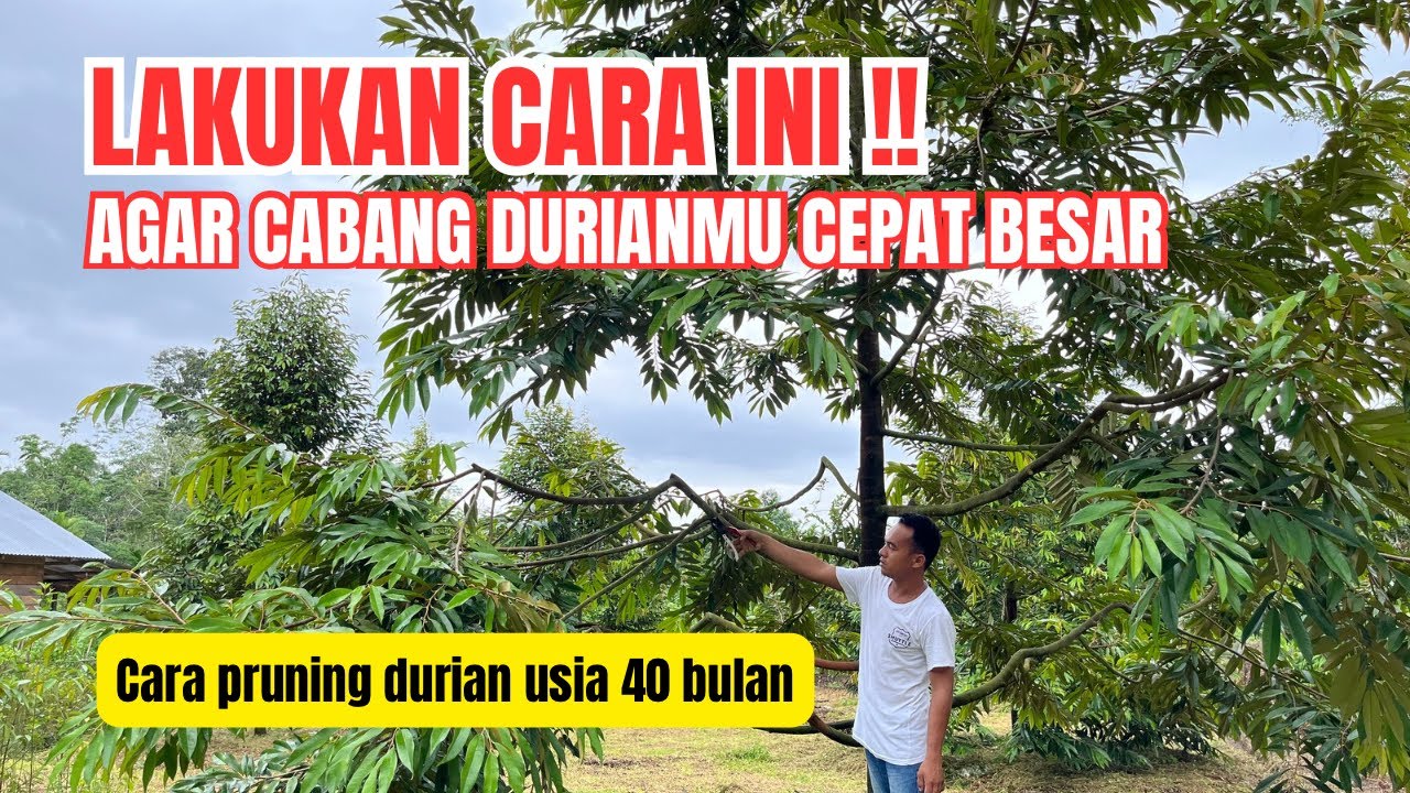 PRUNING DURIAN USIA 40 BULAN ‼️ BEGINI CARANYA ✅✅