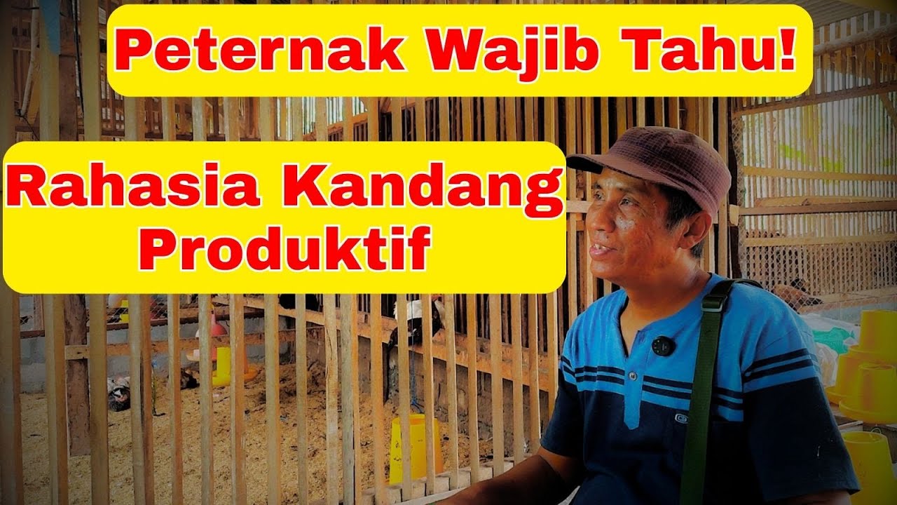 Manajemen Kandang Ayam KUB – Kunci Sukses Peternak Pemula