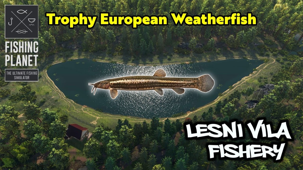 Trophy European Weatherfish Lesni Vila Fishery - Fishing Planet