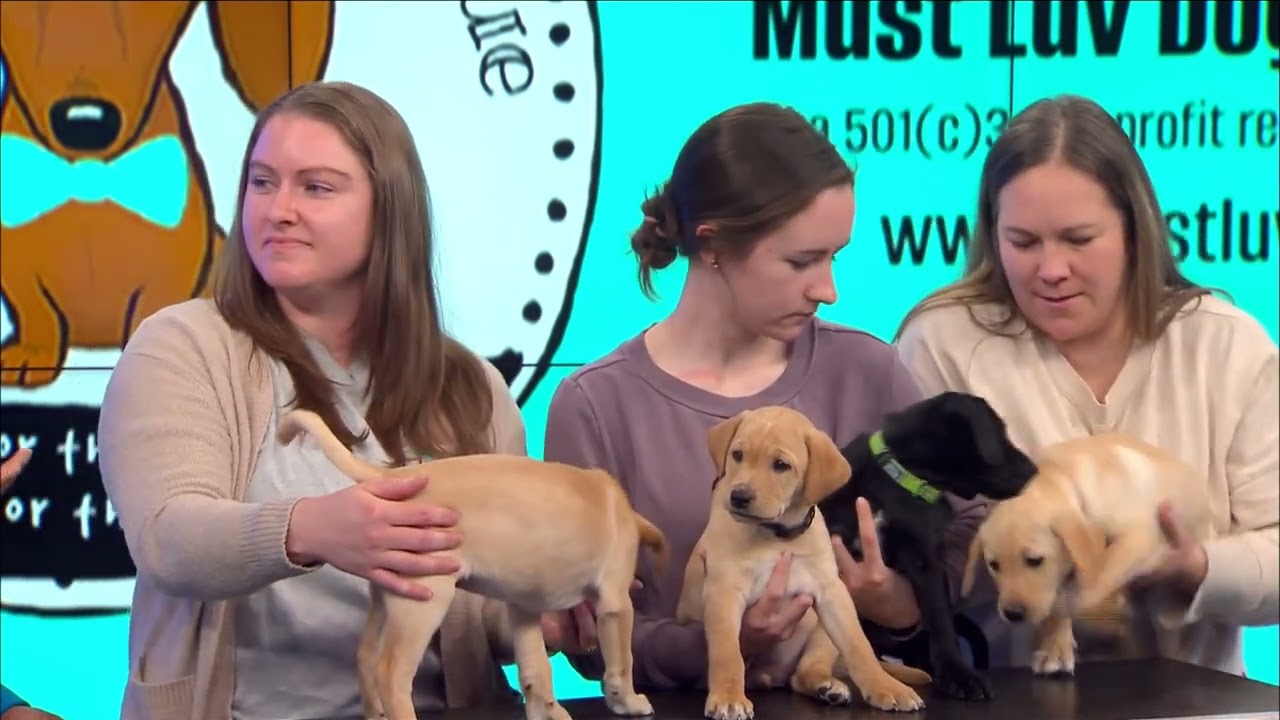 Furry Friends Friday: Meet Four Adorable Puppies from Must Luv Dogs Rescue