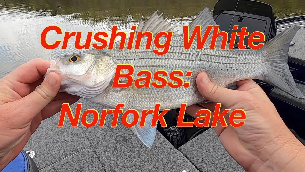 Road Trip to Norfork:  Pt 1 Crushing the White Bass with Rob & Chad