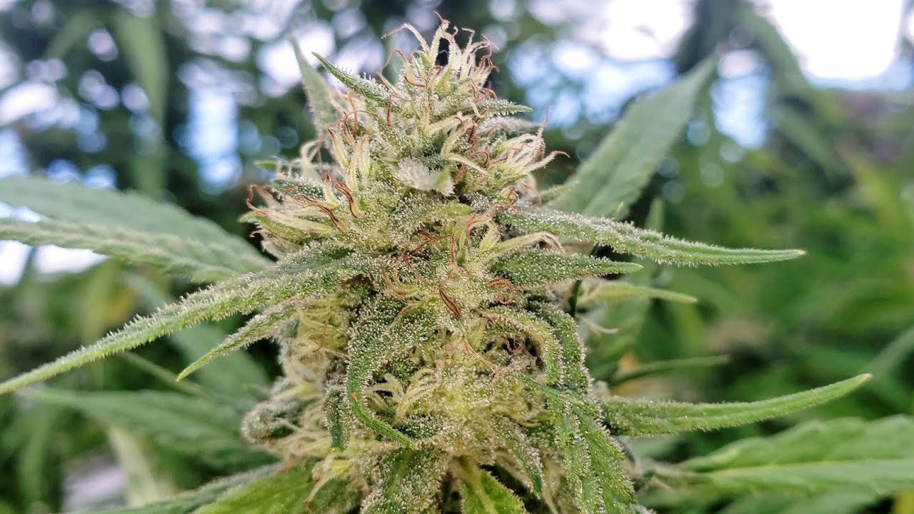 2022 Outdoor Cannabis Garden Tour | Garden Update [#14] - September 12