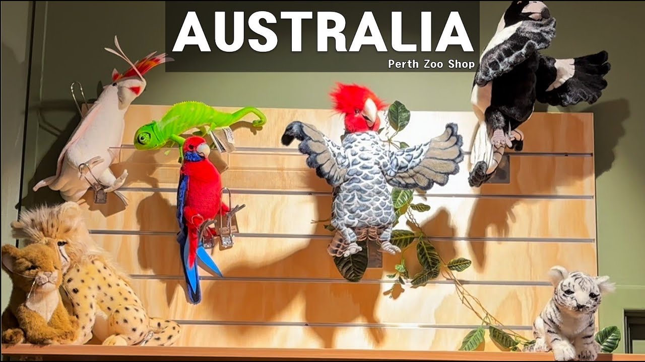 Perth Zoo Gift Shop 2025 | 4K Walking tour Perth Western Australia Zoo Shop