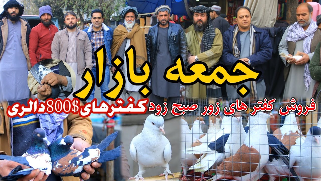جمعه بازار و کفتر های دالری/ فروش کفتر ای زور صبح زود / selling of precious pigeons earlier morning