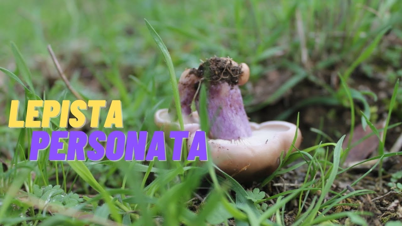Lepista personata | Pie violeta, buen comestible #setas #hongos #mushroom