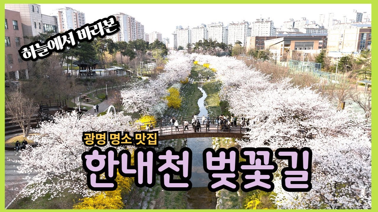 한내천 벚꽃길, 광명시 벚꽃명소