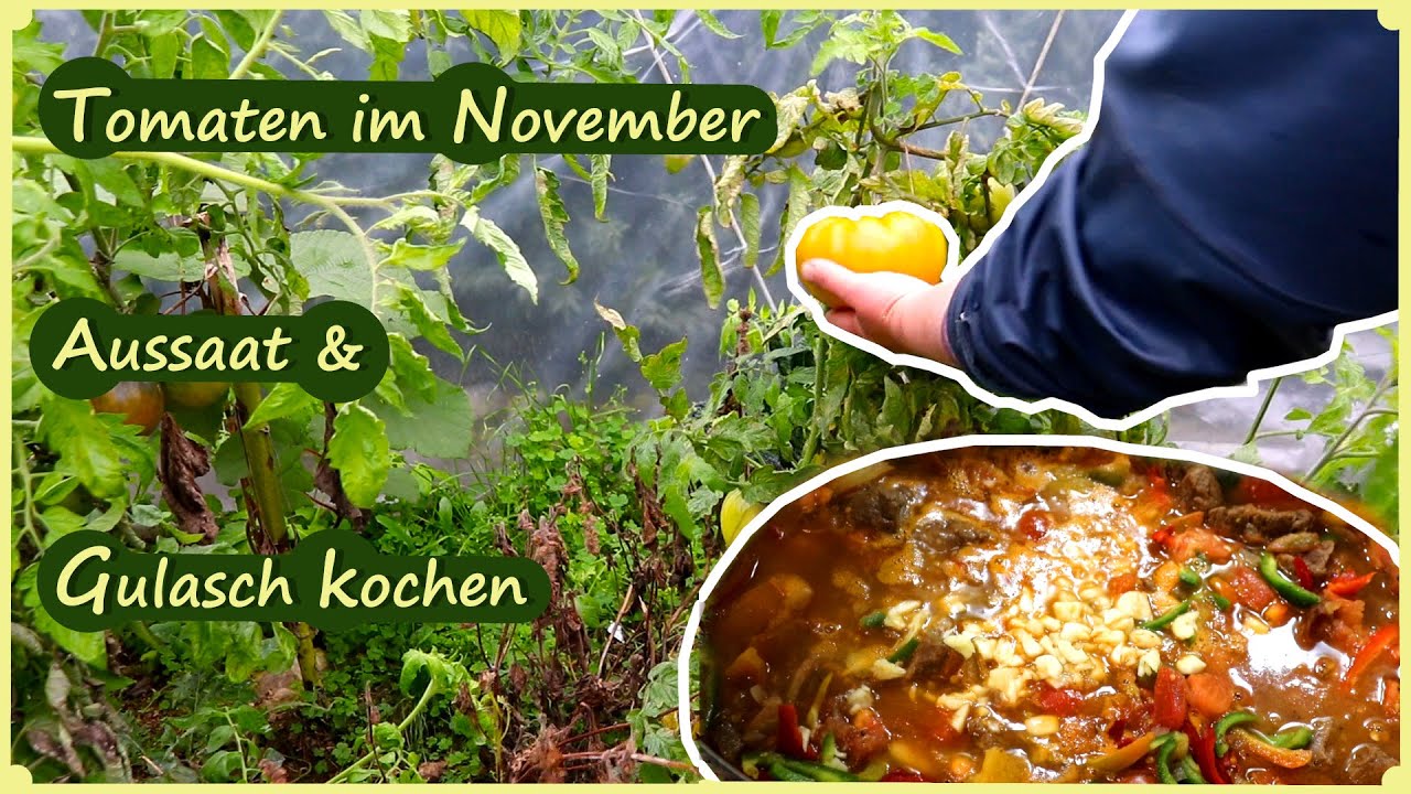Tomaten im November / Aussaat & Gartenarbeiten / Gulasch Rezept