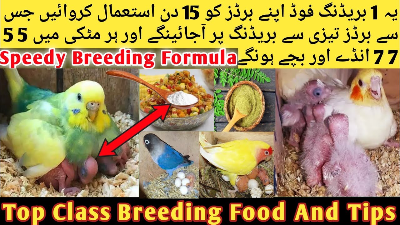 Birds World Class Breeding Formula l Cockatiel,Love Birds, Budgies Breeding Formula & Breeding Tips