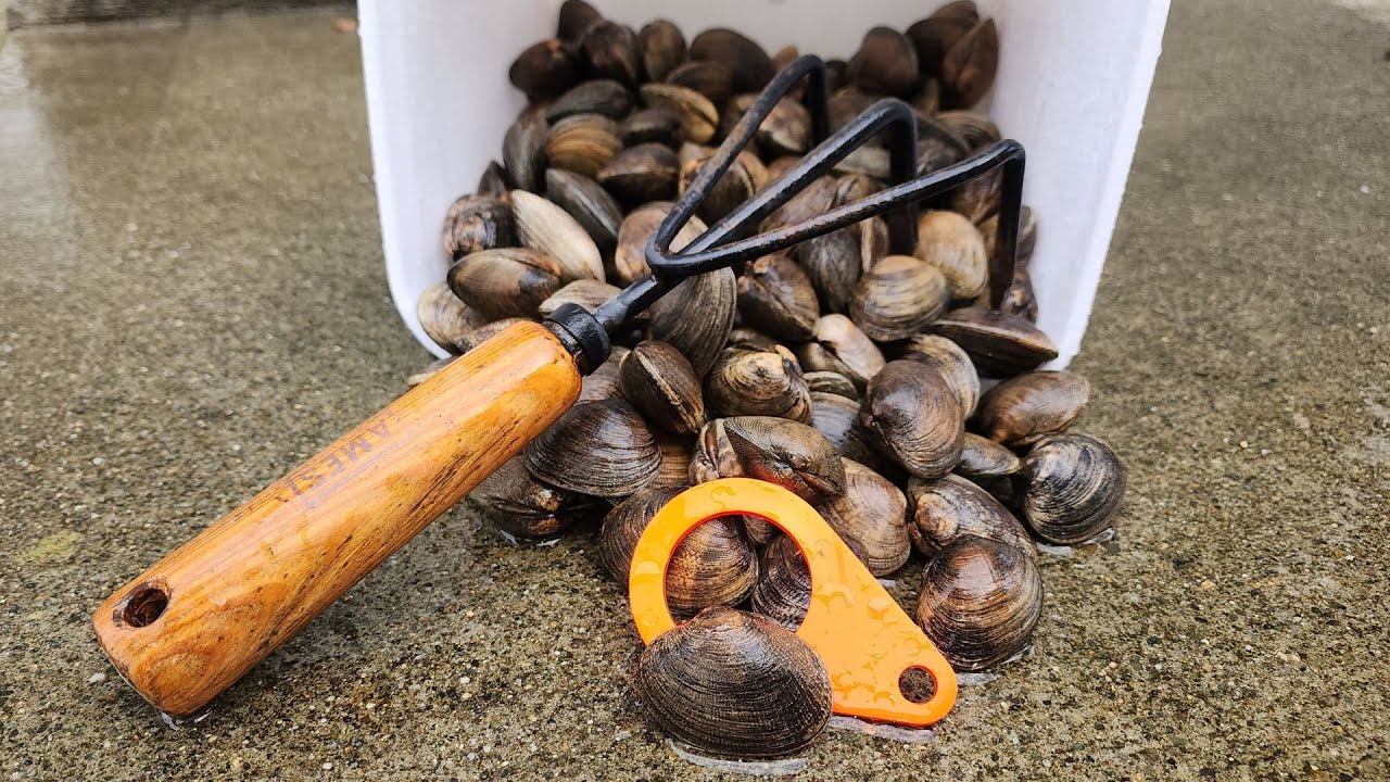 Beginner's Guide to Limits of Clams