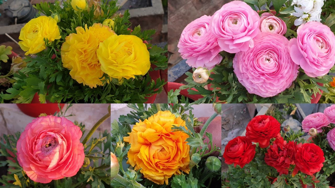 How to Grow and Care Ranunculus Plant || Fun Gardening