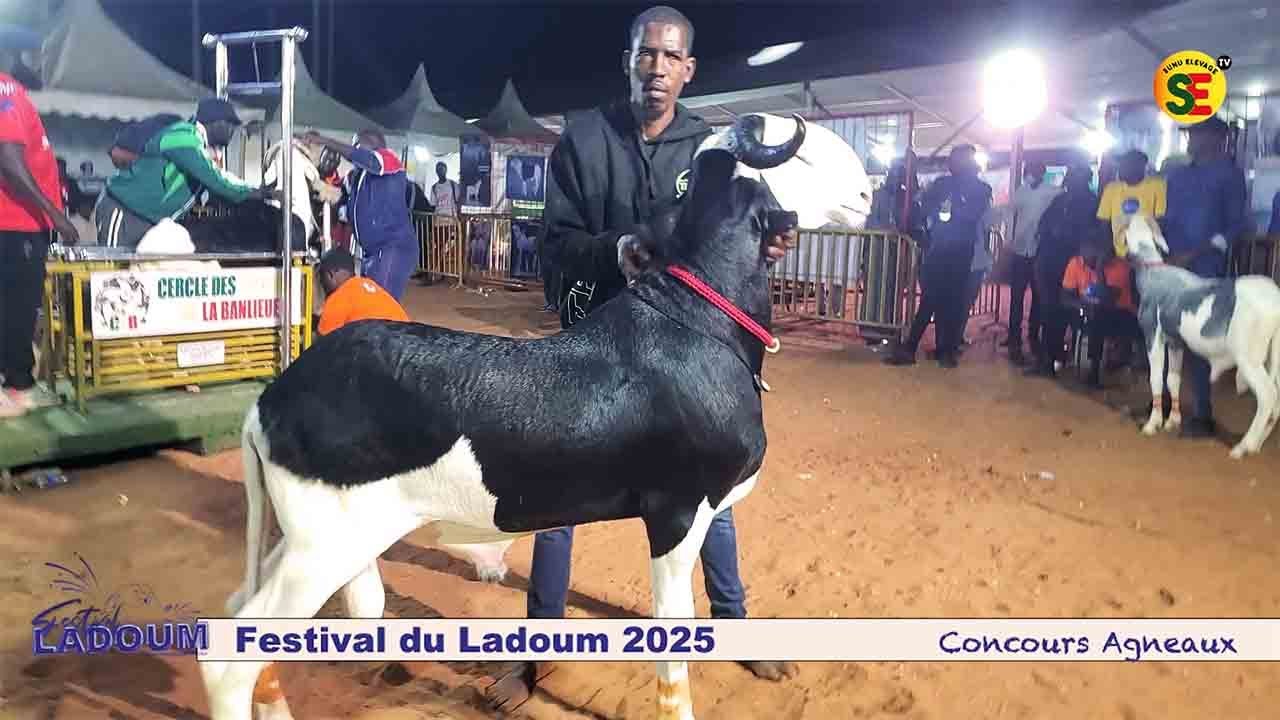 FESTIVAL DU MOUTON LADOUM 2025 / CONCOURS CATEGORIE AGNEAUX