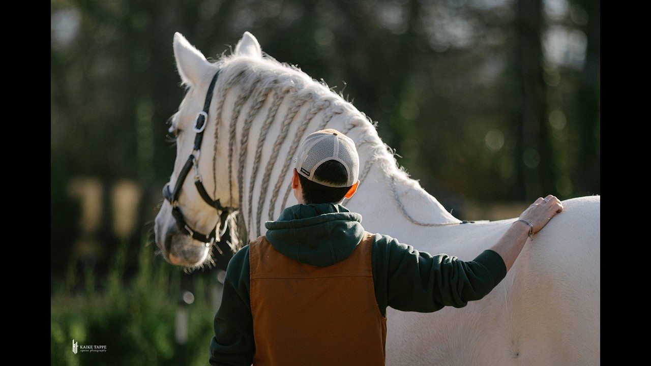 STALLIONS vs GELDINGS:  Which is better? (Not what you expect)