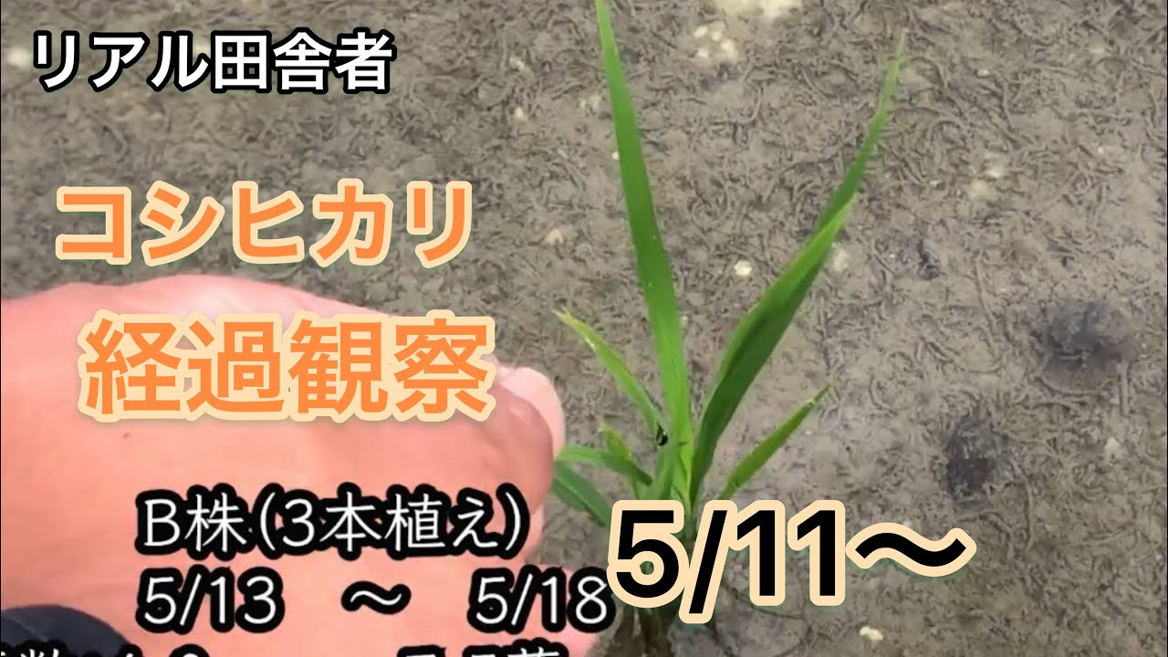 コシヒカリ経過観察5/11〜5/18