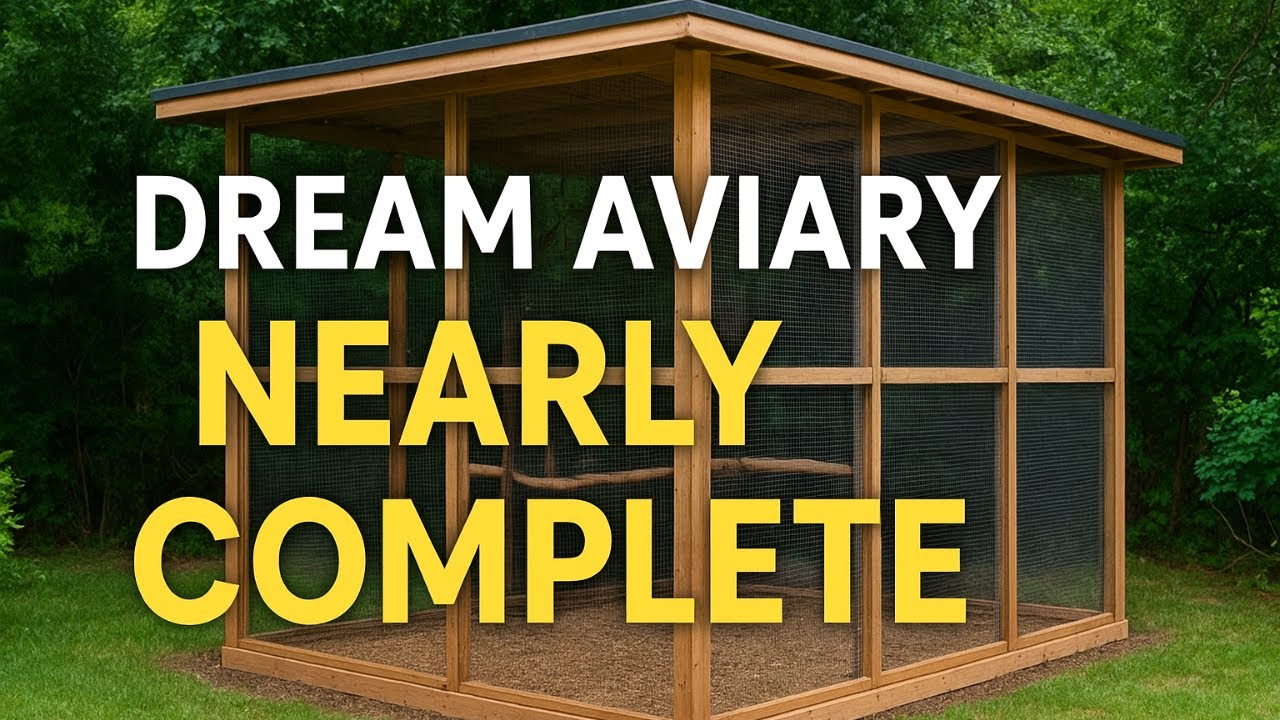 Inside My Dream Aviary Build 🦜 | Nearly Complete Update |20 Aviaries + Open Flight Space