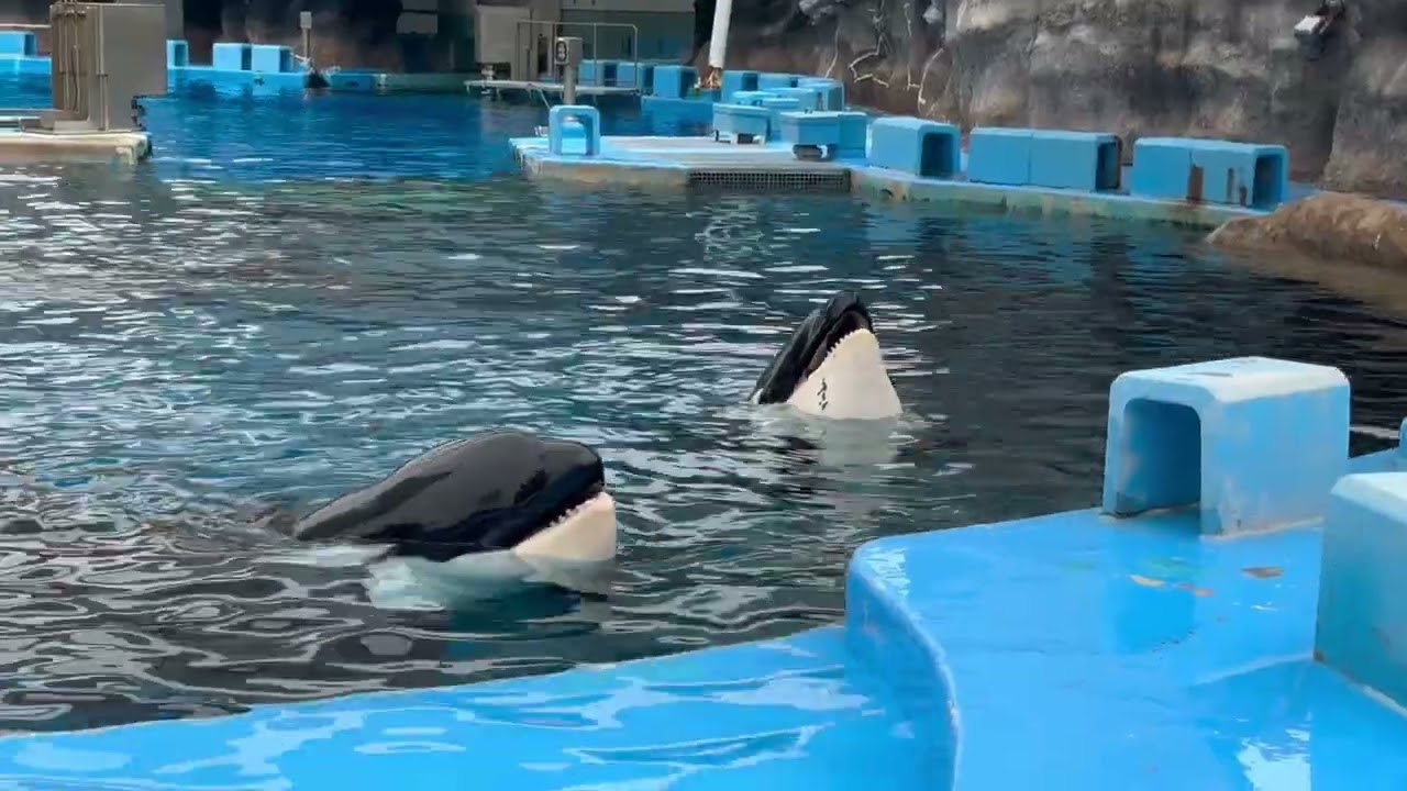 【名古屋景點】名古屋港水族館：海豚虎鯨小白鯨超可愛