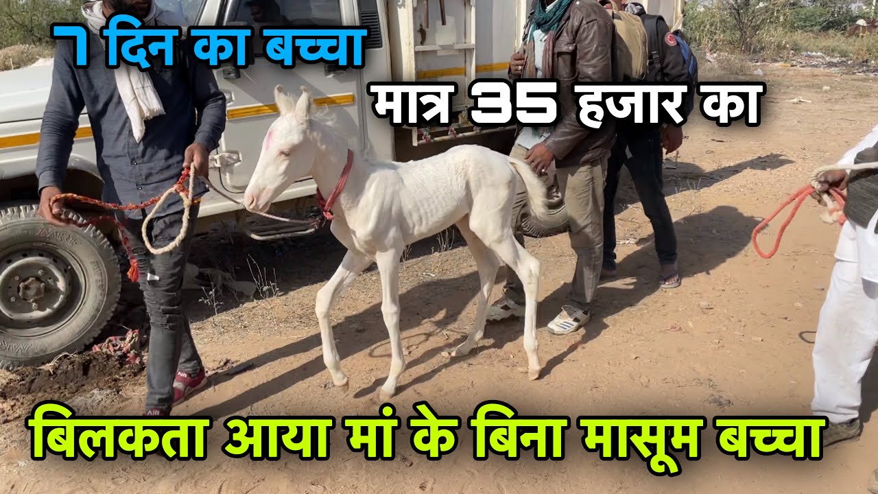घोड़ी का मासूम 7 दिन का बच्चा आया मेले में  अपनी मां के बिना!!लेने वाले की किस्मत खुल जाएगी