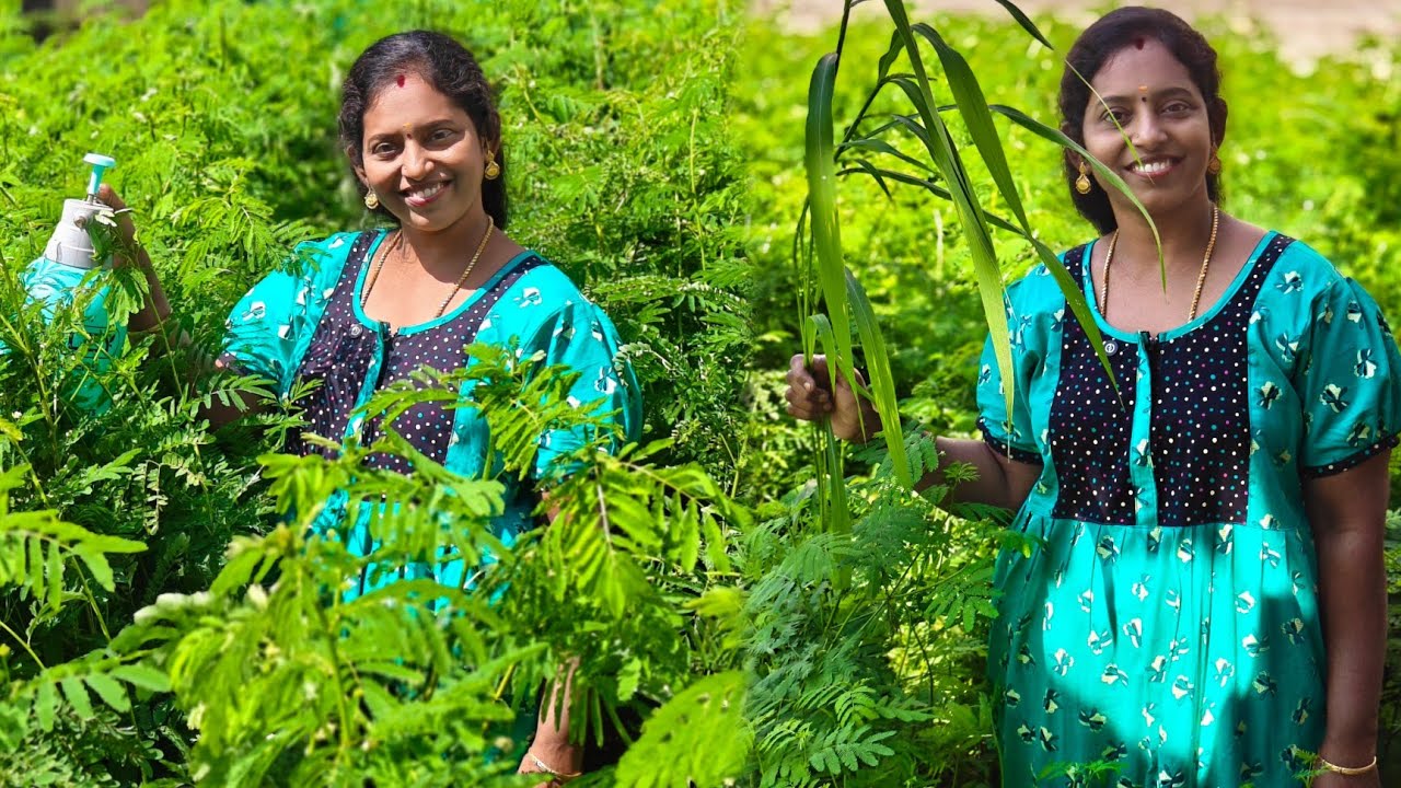 நம்ம வயல்ல இப்படியாகும்னு நினைக்கல 🥹😭 மருந்து அடிக்க போறோம் 🥹 #karthikgowri