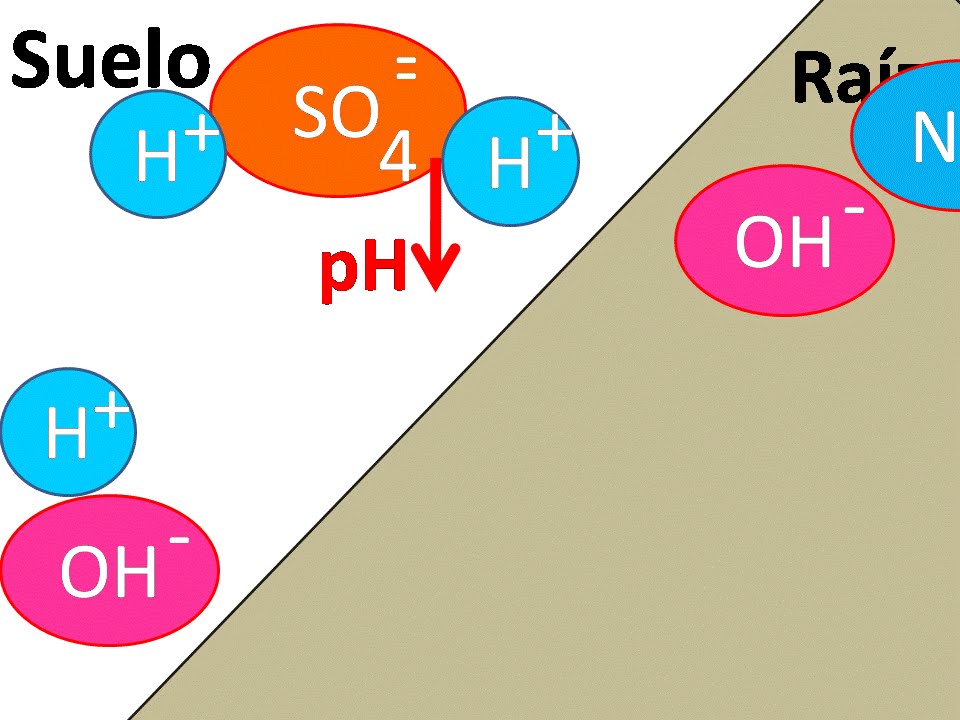 Absorción de fertilizantes por las raíces
