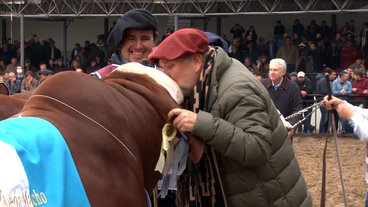 Gran Campeón Macho Braford de la muestra - Palermo 2022