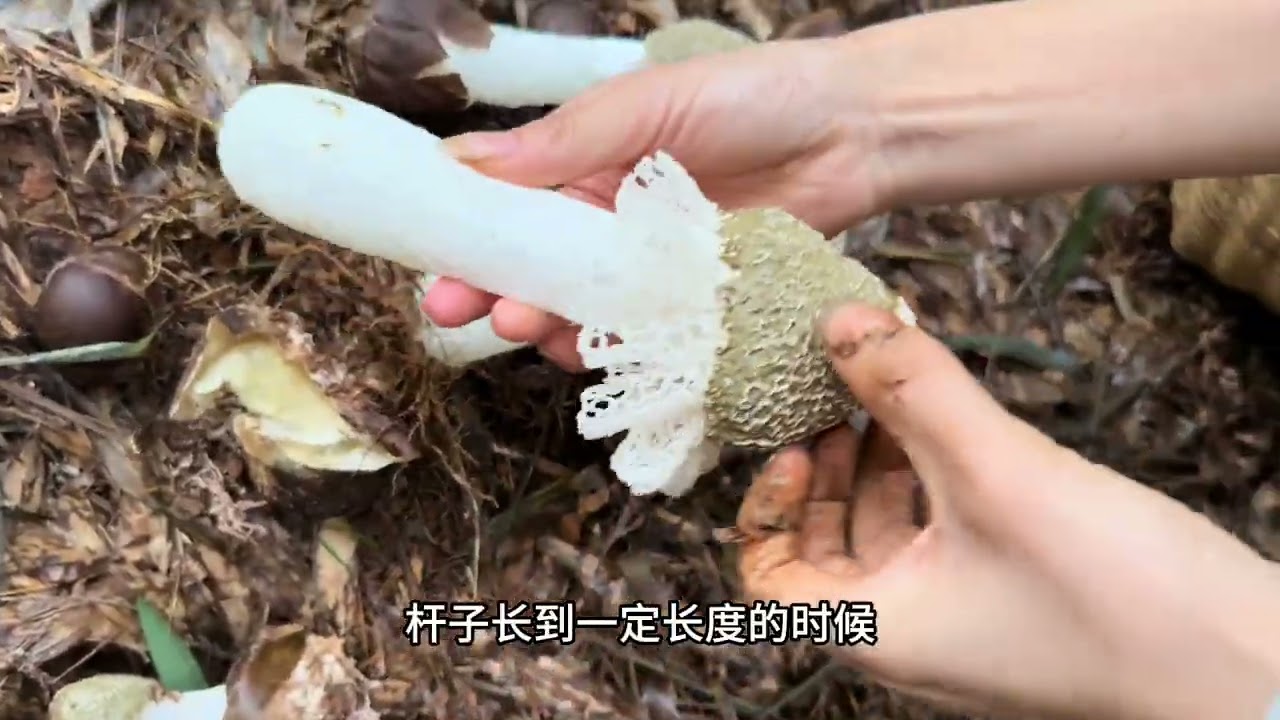福英上山采竹荪，从破壳到开裙只有两小时，越早采下来品质越好