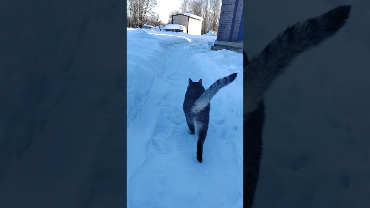 #яМурсик #cat #моякошка #видосыоткота #веселыекоты