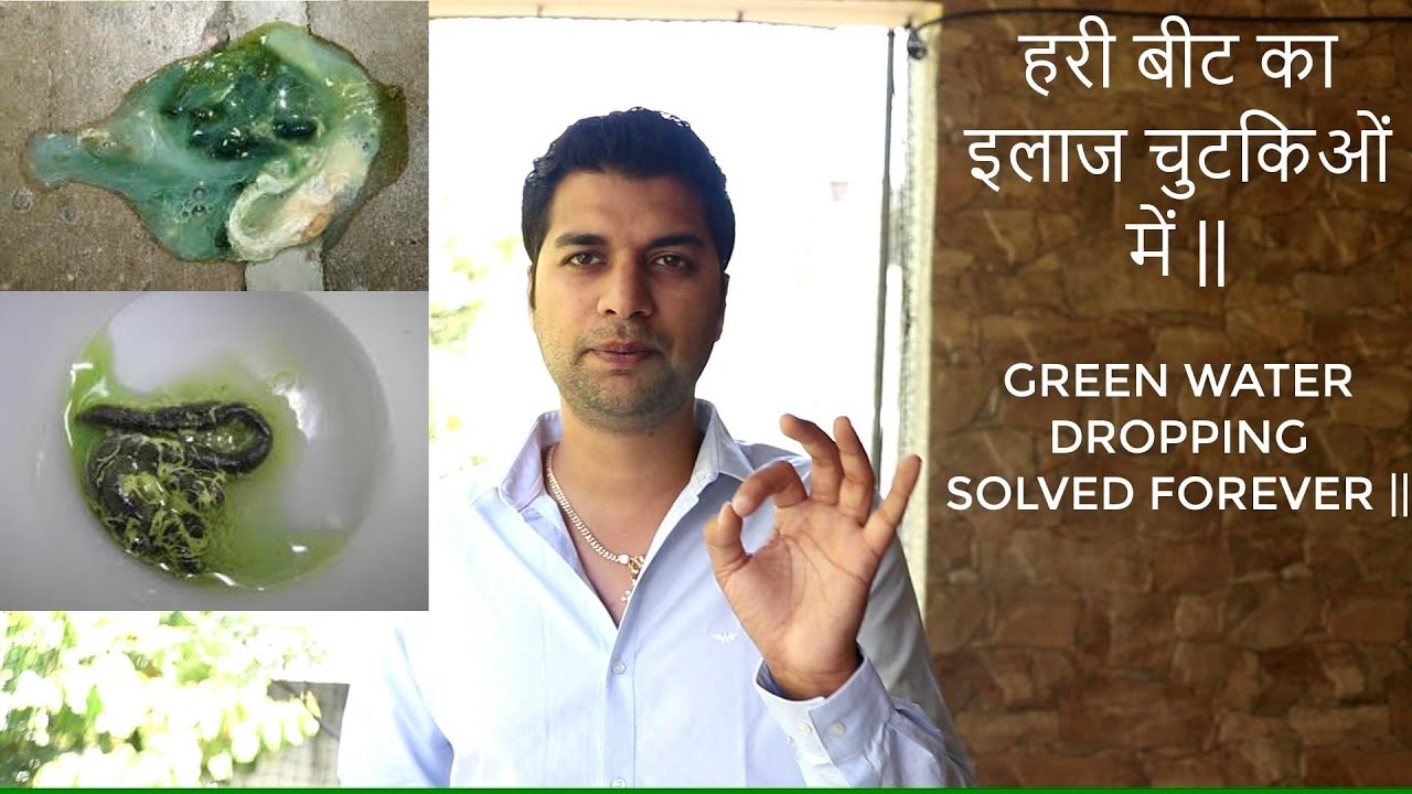 GREEN BEAT PROBLEM IN PIGEON'S || हरी बीट का इलाज चुटकिओं में ||