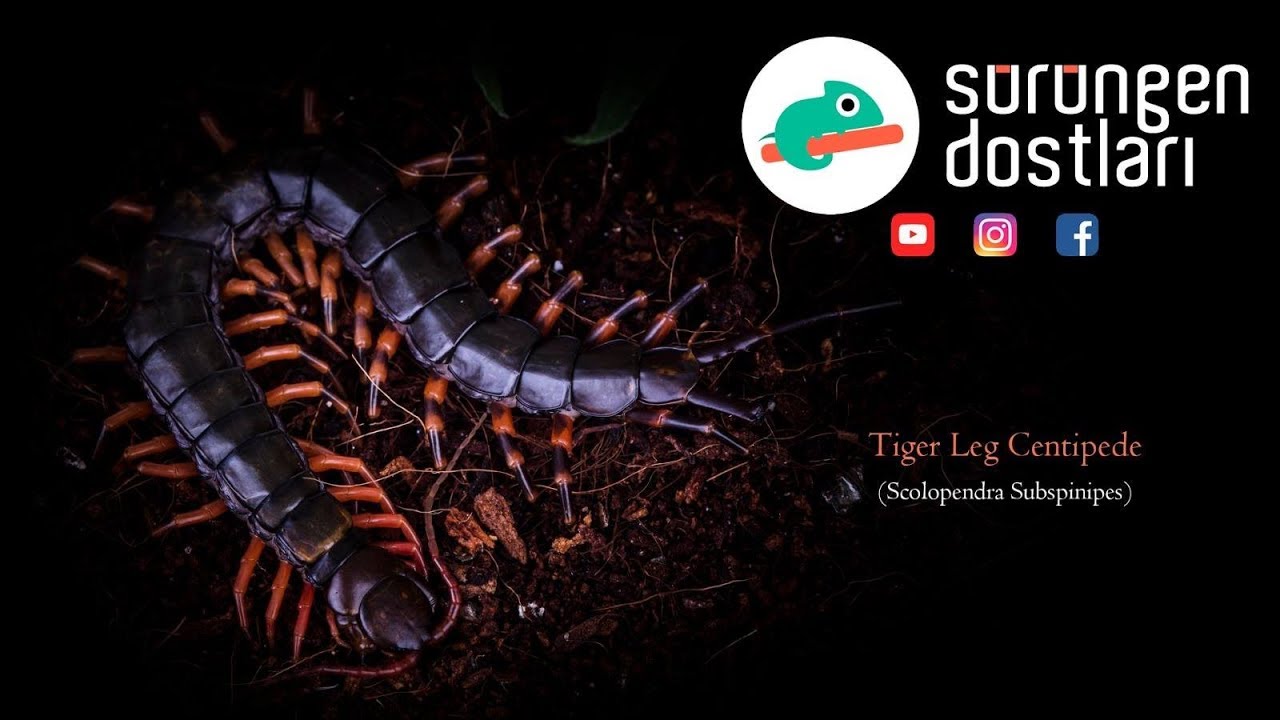 Chinese Tiger Legs Çiyan Bakımı [ Scolopendra hainanum ]