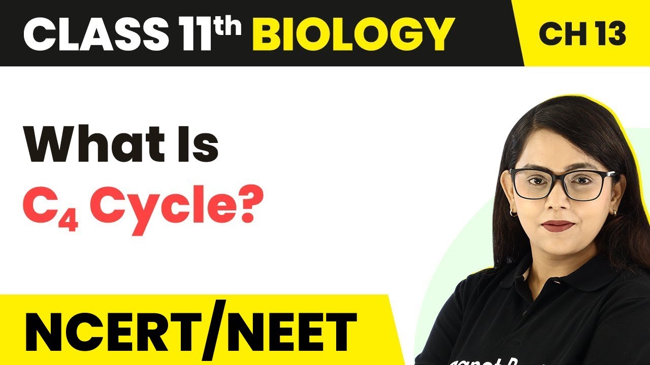 Class 11 Biology Chapter 13 | What Is C4 Cycle - Photosynthesis in Higher Plants
