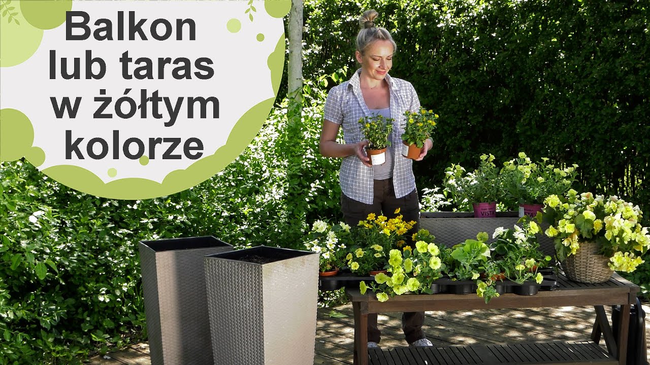 Balkon i taras w żółtych barwach. Supertunie, dalie, begonie i inne kwiaty w kompozycjach.