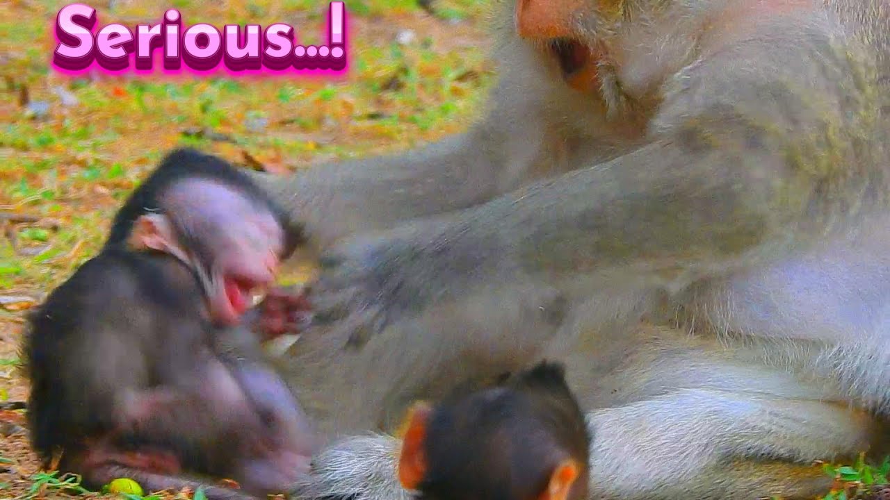 Painful Heart! Old Wild Momma Kicks Poorest Newborn Cry Loudly Near Pass Way...!