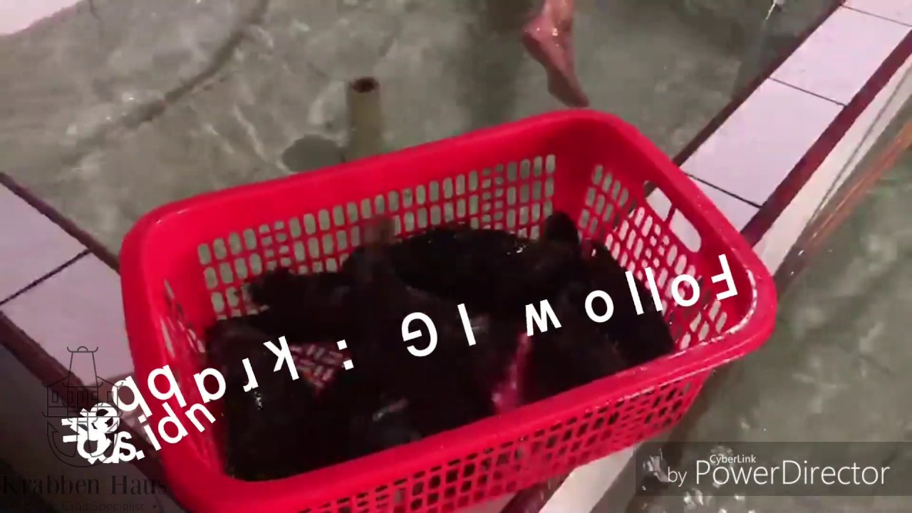 KERAPU MACAN HIDUP MURAH JAKARTA - TANGERANG [KRABBENHAUS]
