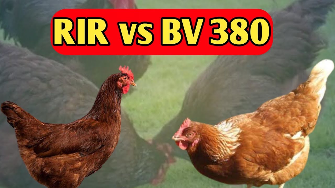 RIR vs BV 380 । rir breed। deshi murgi । sabse jada anda dene wali breed ।
