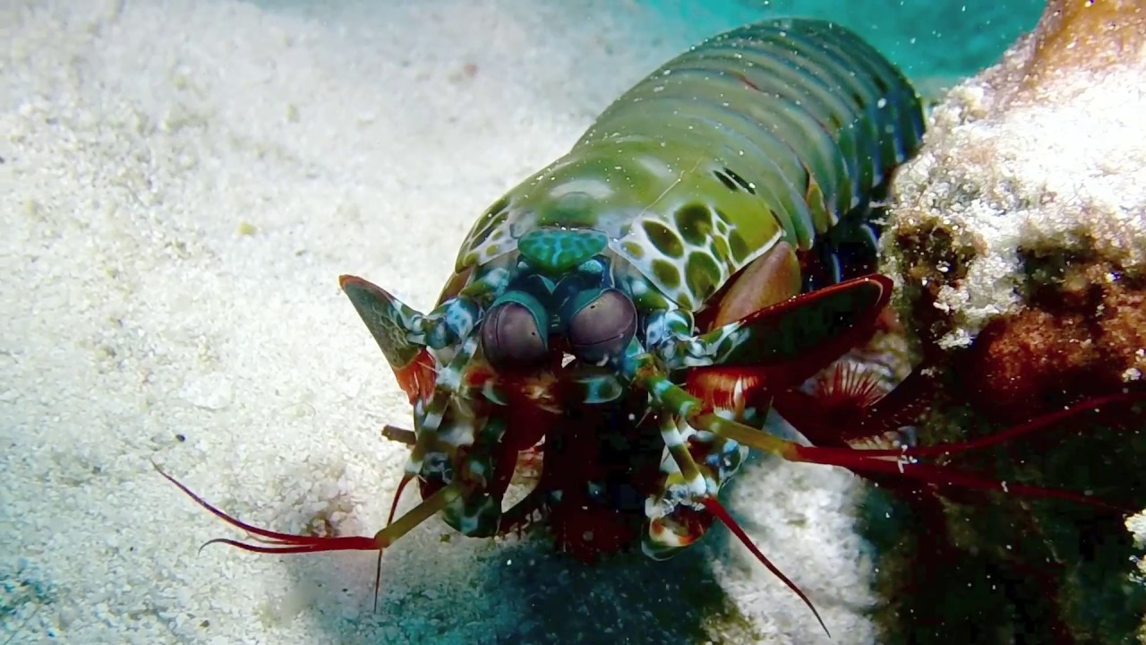 Creatures of Mnemba Island