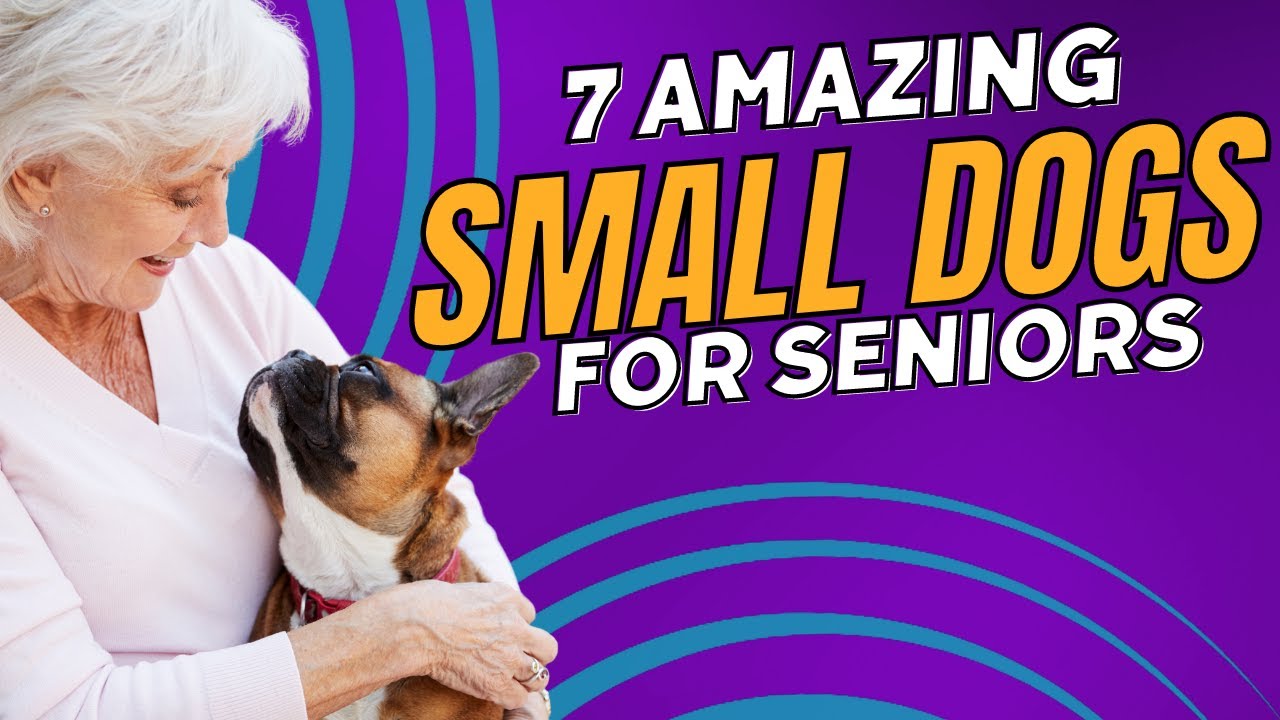 Top 7 Best Small Dog Breeds for Seniors: - Dogs 101